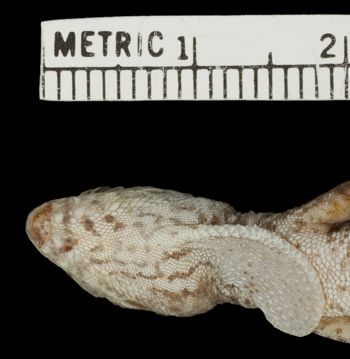 Media type: image;   Herpetology R-178766